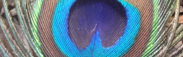 Peacock feathers can emit laser beams