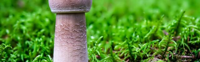 HAISEV JA HÄBITU! Seenenäitusele jõudis taaskord eriline tanuseen