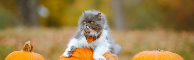 Horoskoop : milline päev toob sinu tähemärgile sellel nädalal õnne?