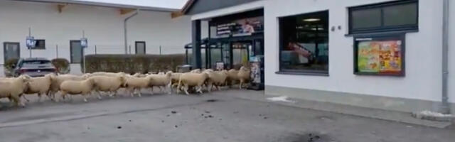 VIDEO: Saksamaal pressisid lambad toidupoodi