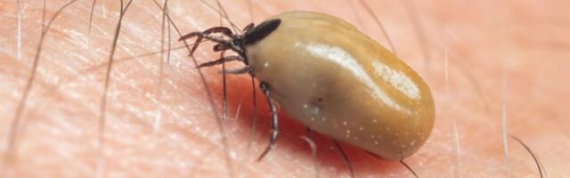 Soomes haigestumine puukentsefaliiti mullu kahekordistus, Eestis jäi pea samale tasemele