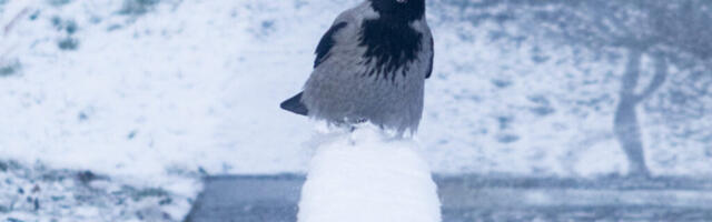 ILMATEADE | Läheb soojemaks, aga sajab iga päev