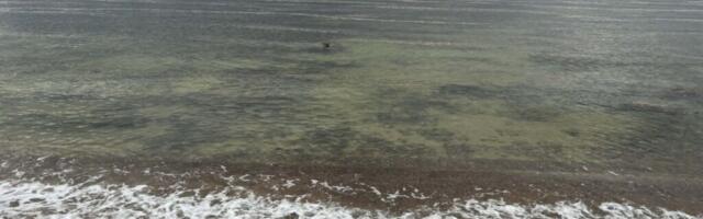 AHTO ILMAJUTUD | Suverehvidega tasuks veel oodata