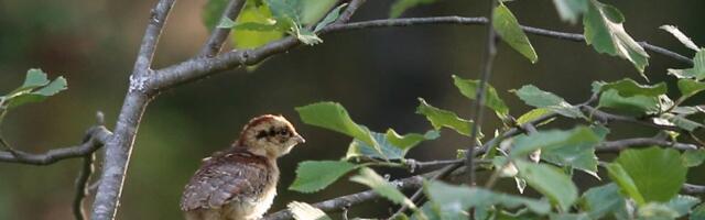 Keskkonnaamet alustab 15. aprillil pesitsusrahu järelevalvet