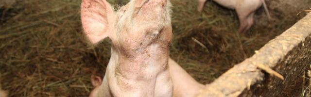 Põlvamaal tuvastati sigade Aafrika katk üle 9000 seaga farmis, kõik loomad hukatakse