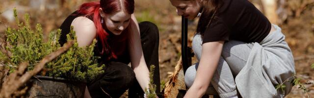 Riigimetsa tänavusest istutustööst on pool tehtud