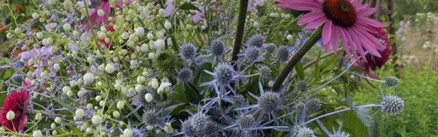 Aasta Püsilill on valitud!