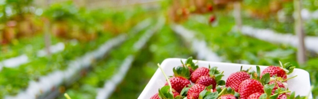 Marjakasvatajatele avatakse palgatoetuse meede