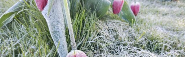 ILMAPROGNOOS | Külmalaine kestab! Temperatuur langeb miinusesse ka uuel nädalal