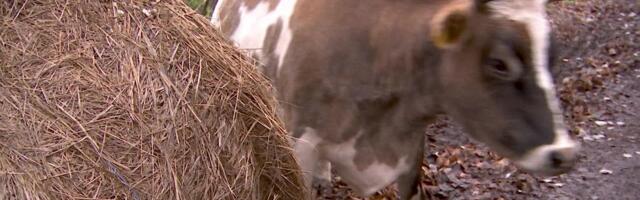 Reporter: Tartumaal kihutas auto lehmakarja sekka