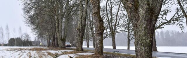 Mõni puu peab tormituultele hoopis paremini vastu kui teine: millist liiki õuepuid valida?
