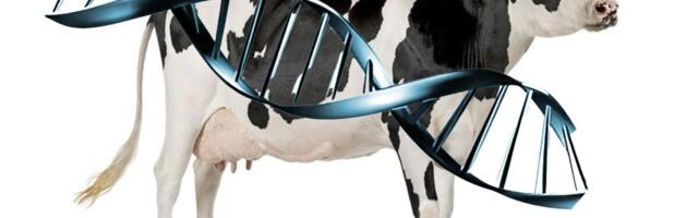 Dimedium pakub karja aretusedu kiirendamiseks geeniuuringut