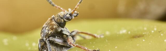 Bioloog Urmas Tartes: hinnanguliselt sööme aastas kuni 1,5 kg putukaid