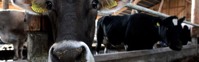 Mahepõllumajandusmaa pind ja maheloomade arv vähenes