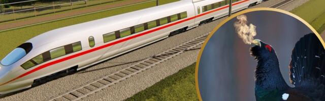 Rail Balticu ehitus avaldab metsiste populatsioonile negatiivset mõju