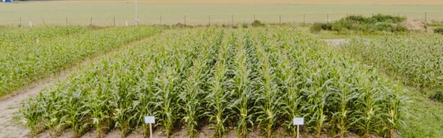 Tartus toimus jätkusuutliku silotootmise infopäev koos põllukülastusega