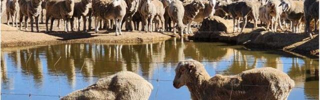 Australia to Ban Live Sheep Exports by 2028