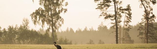 Algas uue Eesti linnuatlase koostamistöö, vaatlusi juba üle 11 000