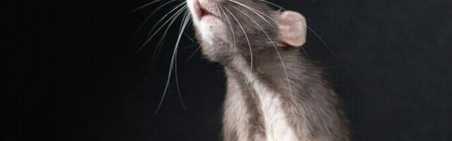 Mõõdukas treening turgutab soliidses eas rottide aju tervist