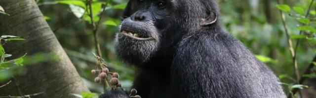 Paaritumiskonkurents lühendab paljude isaste eluiga