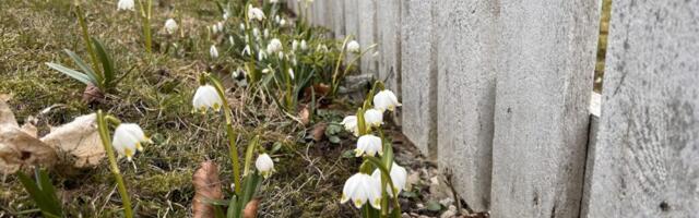 AHTO ILMAJUTUD | Loodus tärkab