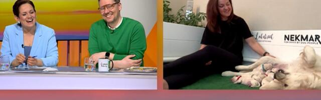 VIDEO | Nunnumeeter põhjas! Holly ja tema 9 kutsikat käisid Telehommikus külas