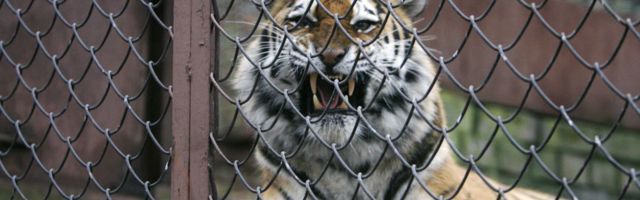 Šveitsi loomaaias tappis tiiger talitaja otse külastajate silme all