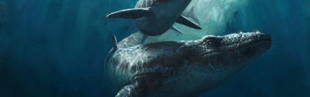 Marokost leitud olulised mosauruse fossiilid võivad olla võltsingud