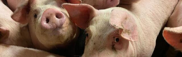 USA teadlastel õnnestus inimesele siiratud seaneeru kaks kuud töös hoida