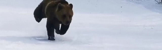 Reporter: Suusapuhkust nautinud mees põgenes karu eest