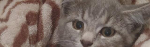 Raplas tegutseb kassivabastaja