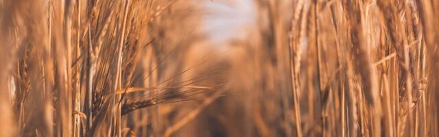 Kõrgemad tollitariifid kaitsevad meie põllumajandussektorit