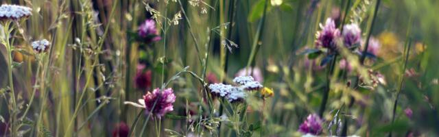 Pärandniidud moodustavad olulise osa Eesti maaelust ja elurikkusest