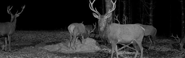 VIDEO | Hirveplatsil kihab elu: näeb nii sarveklõbinaid kui ka ärevamaid hetki