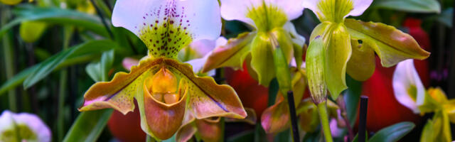Orhideesõprade oodatuim sündmus: Reedel avatakse Tallinna Botaanikaaias traditsiooniline orhideenäitus