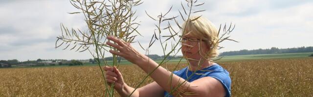 Viljelusvõistluse ebasoodne aasta pöördus edukaks