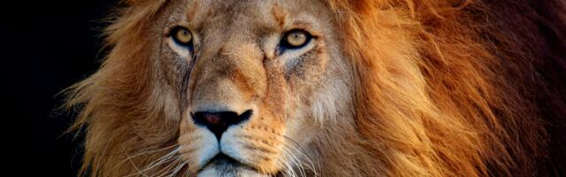 Horoskoop paljastab: need tähemärgid valitsevad sodiaaki