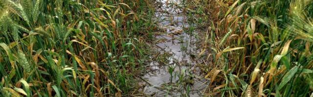 Äärmuslikud ilmaolud rikkusid lootustandva teravilja-aasta