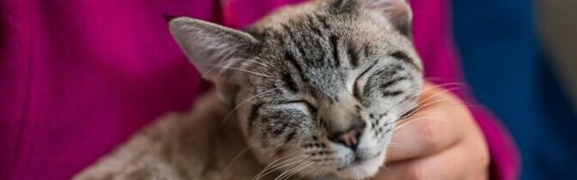 Kassi nurr on isikupärasem kui näu