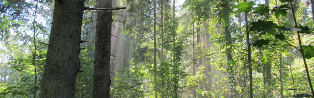 ARVAMUS: huvitav anomaalia Eestis