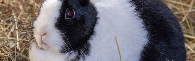 Küülikute varjupaiga pidaja: porgand ei ole jäneste toit!