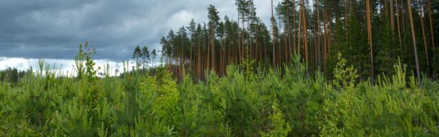 Riigimetsas algab kuni kolm kuud kestev pesitsusrahu