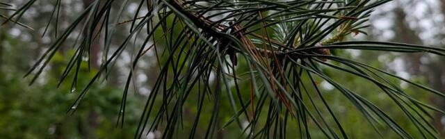 В четверг облачно с прояснениями, местами грозы и ливни, +14..+19