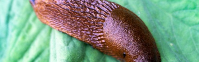 Looduskaitsenõunik: soojenev kliima meeldib eriti vihatud nälkjatele