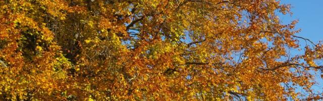 "Ilmataat on tänavu nagu veneaegne." Septembrikuu tõi mitu hiilgavat ilmarekordit