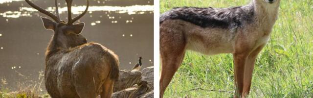 Septembris algab jaht punahirve pullile ja šaakalile