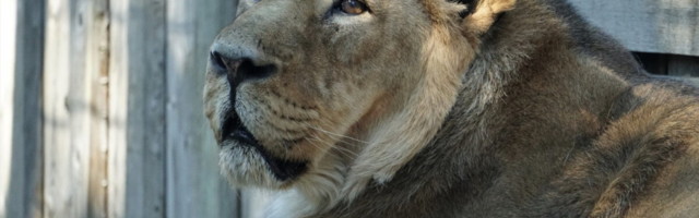 Tallinna loomaaias surnud lõvil tuvastati koroonaviirus