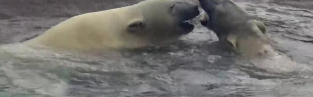 Reporter: Kahe kiskja esmakordne kohtumine möödus mängides