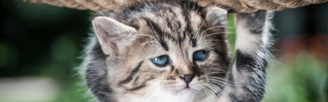 Miks nii paljud Covidi paanikasse klammerduvad?