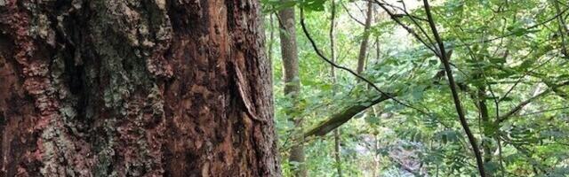 LULUCF-i kliimaeesmärgid ajasid ministeeriumi kaheks